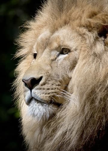 A close-up of a lion with long, flowing mane, looking majestic and powerful.