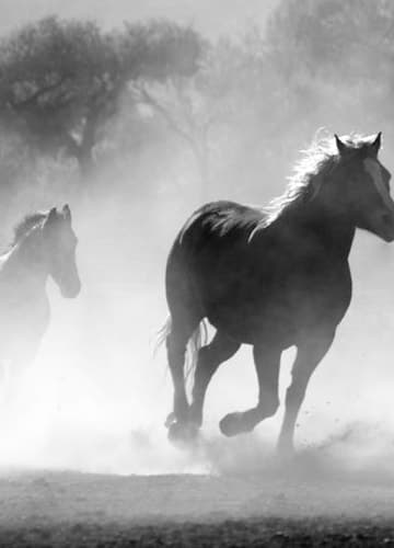 Horses galloping through a dusty terrain, their manes flowing in the wind, showcasing their strength and grace.