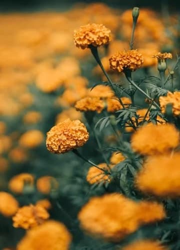 A vibrant field of orange flowers with lush green leaves under the bright sun.