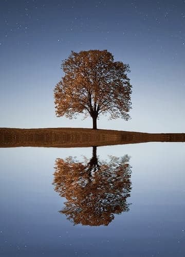 A serene night scene with a tree reflected in a calm lake, creating a peaceful and tranquil atmosphere.
