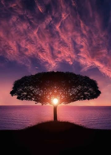 Dark tree against vibrant purple sunset sky.